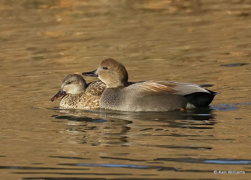 Gadwall pair, Tulsa Co, Ok, 1-17-2023a_0L0A6462.jpg