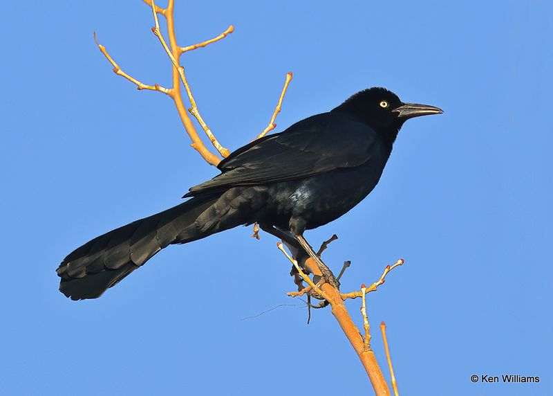 Great-tailed Grackle male, Oklahoma Co, OK, 2-13-2023as_0L0A7818.jpg