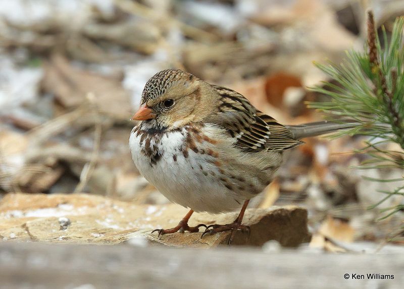 Harris's Sparrow juvenile, Rogers Co yard, OK, 1-30-2023a_0L0A6815.jpg