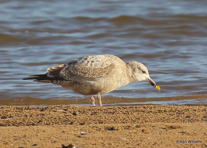 Herring Gull 1st cycle, Oklahoma Co, OK 2-13-2023a__0L0A7907.jpg