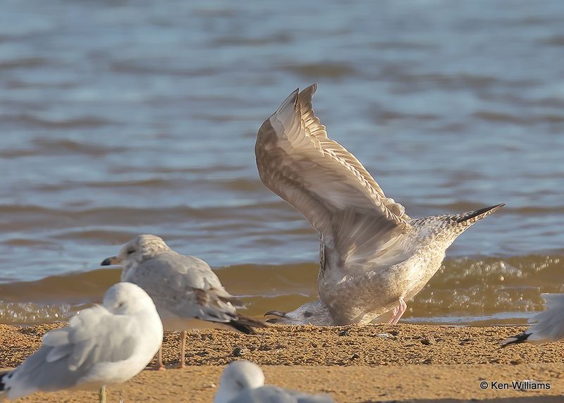 Herring Gull 1st cycle, Oklahoma Co, OK 2-13-2023a__0L0A7928.jpg
