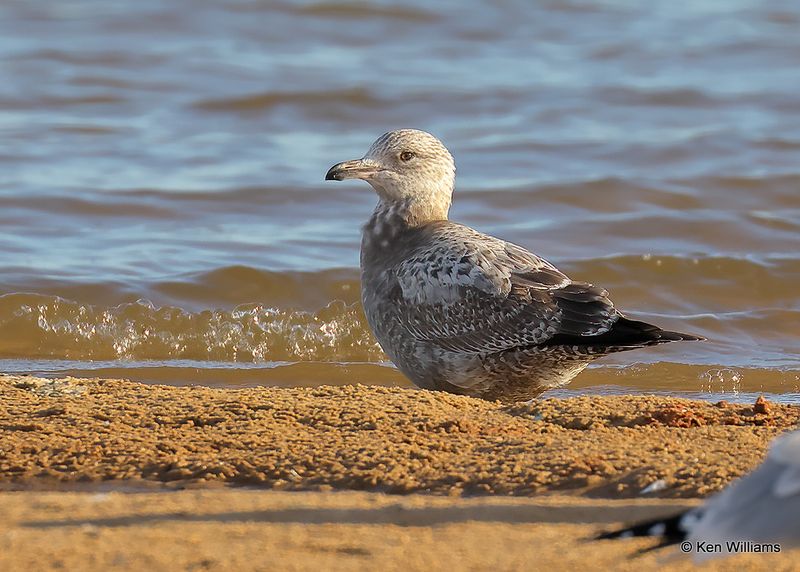 Herring Gull 1st cycle, Oklahoma Co, OK 2-13-2023a__0L0A7945.jpg