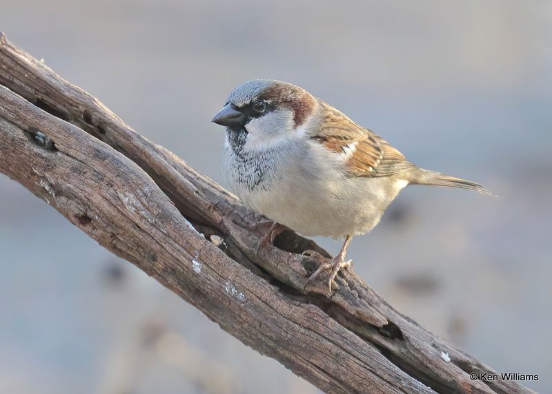 House Sparrow male, Robers Co yard, OK, 2-5-2023a_7703.jpg