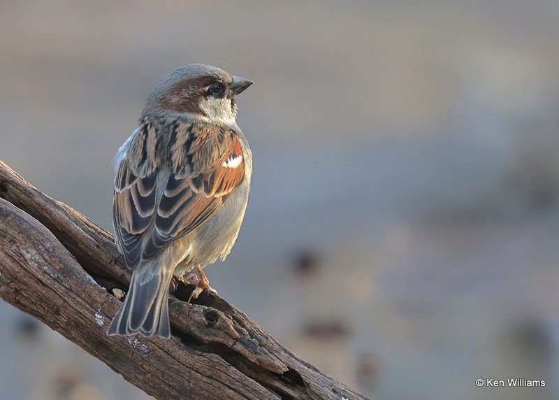 House Sparrow male, Robers Co yard, OK, 2-5-2023a_7708.jpg