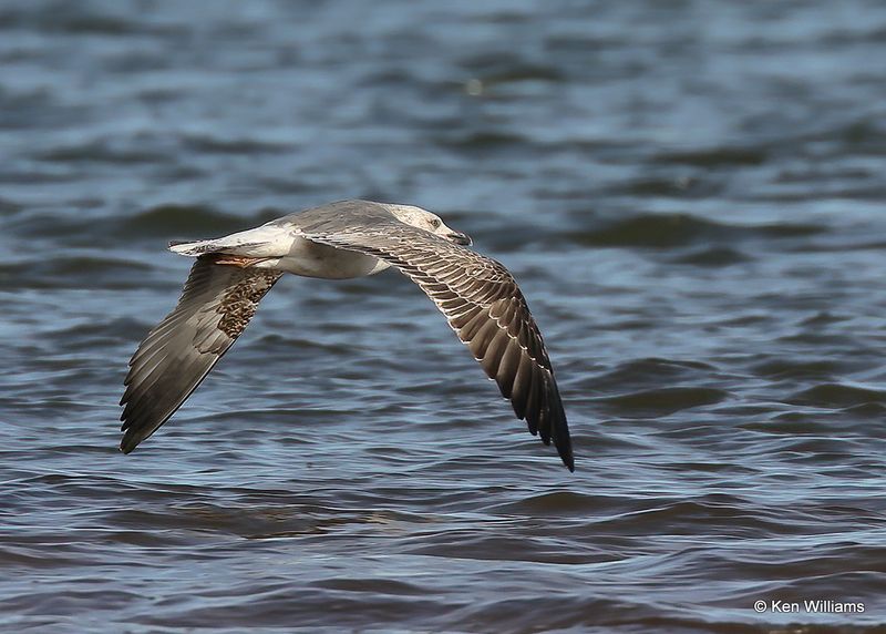 Lesser Black-backed Gull 2nd cycle, Oklahoma Co, OK 2-13-2023a__0L0A8052.jpg