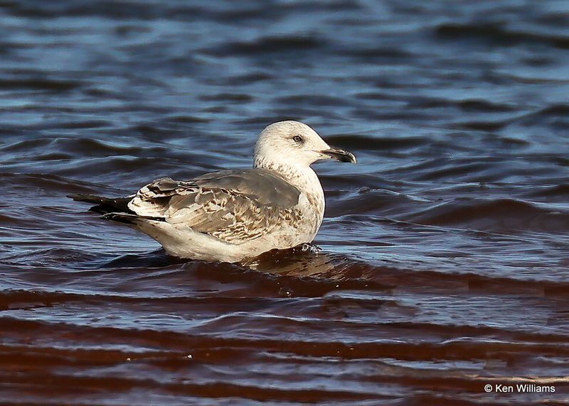 Lesser Black-backed Gull 2nd cycle, Oklahoma Co, OK 2-13-2023as__0L0A8031.jpg