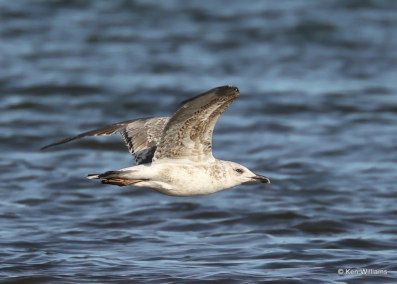 Lesser Black-backed Gull 2nd cycle, Oklahoma Co, OK 2-13-2023as__0L0A8044.jpg