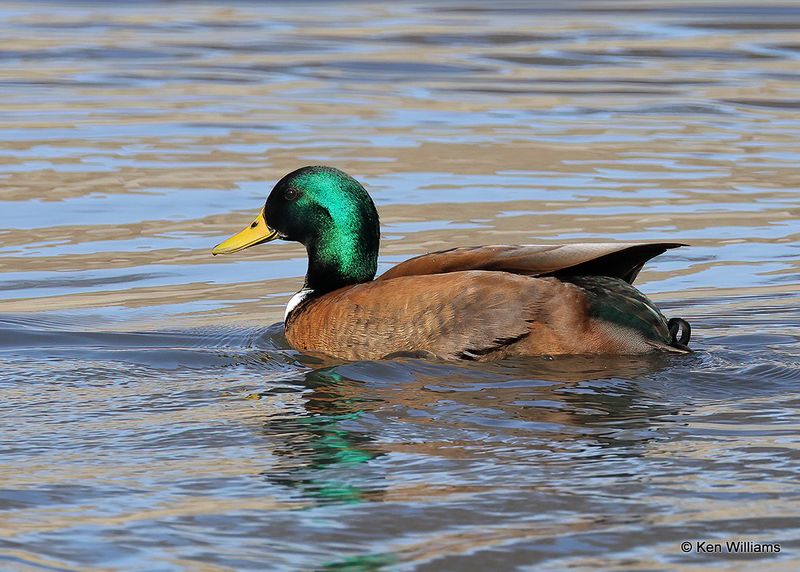 Mallard drake domestic, Tulsa Co, OK, 2-5-2023a_7615.jpg