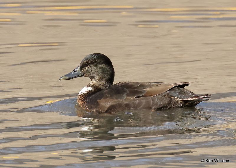 :Domestic Waterfowl: