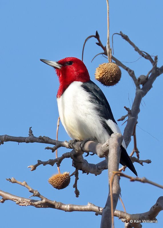 Red-headed Woodpecker, Cherokee Co, OK, 2-5-2023.jpg