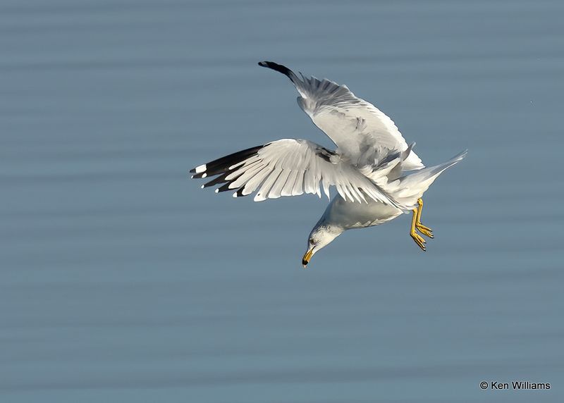 Ring-billed Gull, Fort Gibson Lake, Cherokee Co, OK 2-5-2023a_7077.jpg