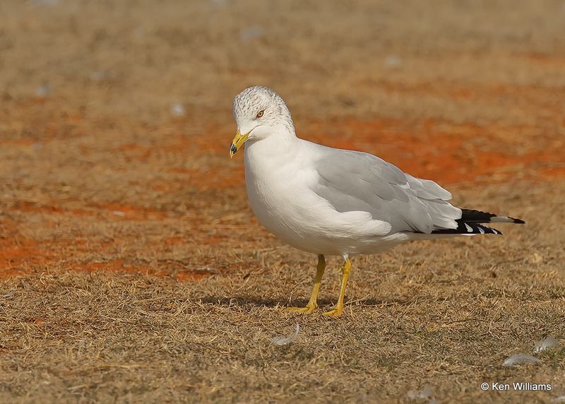 Ring-billed Gull, Oklahoma Co, OK 2-13-2023a_8198.jpg