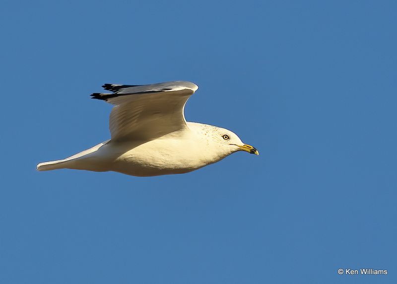 Ring-billed Gull, Oklahoma Co, OK 2-13-2023as_7840.jpg