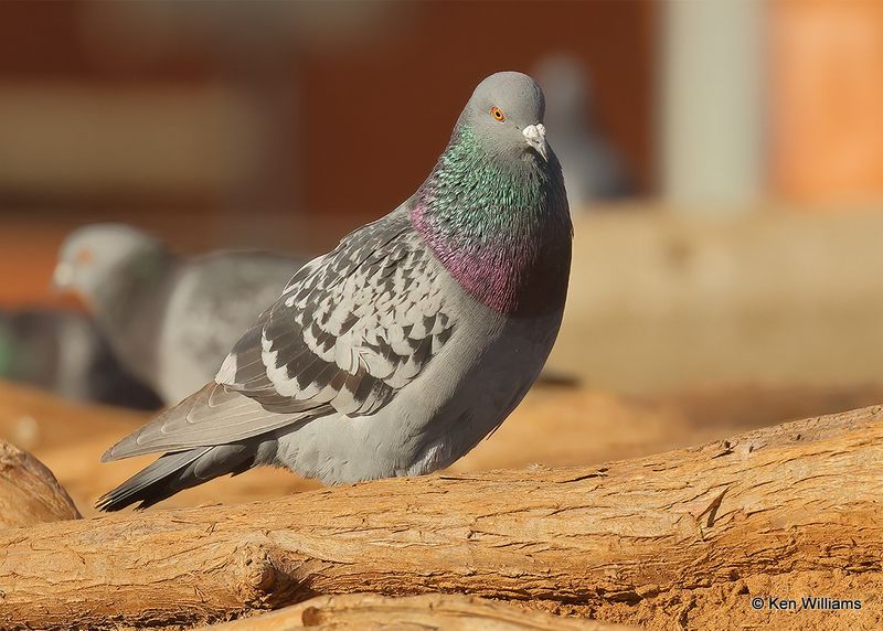 Rock Pigeon, Oklahoma Co, OK, 2-13-2023a_0L0A7962.jpg
