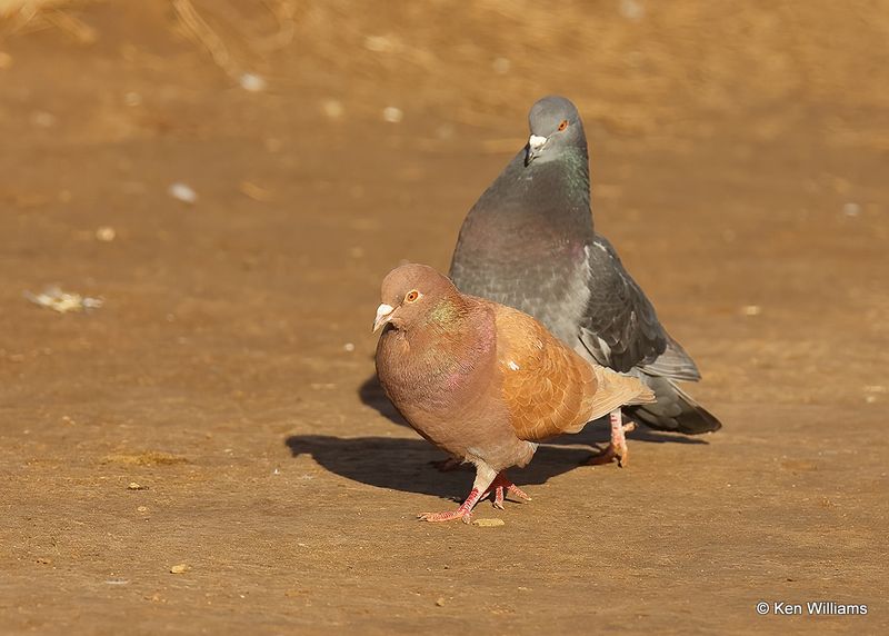 Rock Pigeon, Oklahoma Co, OK, 2-13-2023a_0L0A7991.jpg
