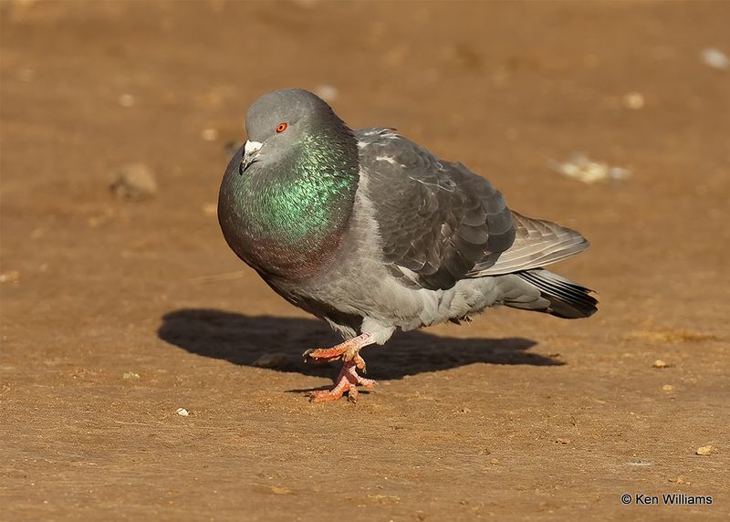 Rock Pigeon, Oklahoma Co, OK, 2-13-2023a_0L0A7993.jpg
