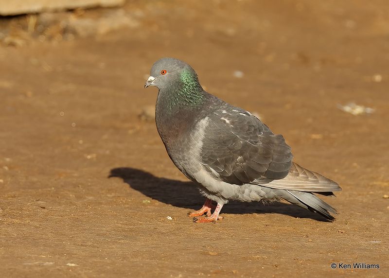 Rock Pigeon, Oklahoma Co, OK, 2-13-2023a_0L0A8000.jpg