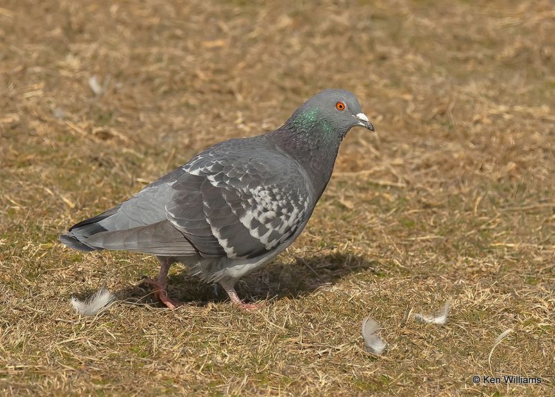 Rock Pigeon, Oklahoma Co, OK, 2-13-2023a_0L0A8161.jpg