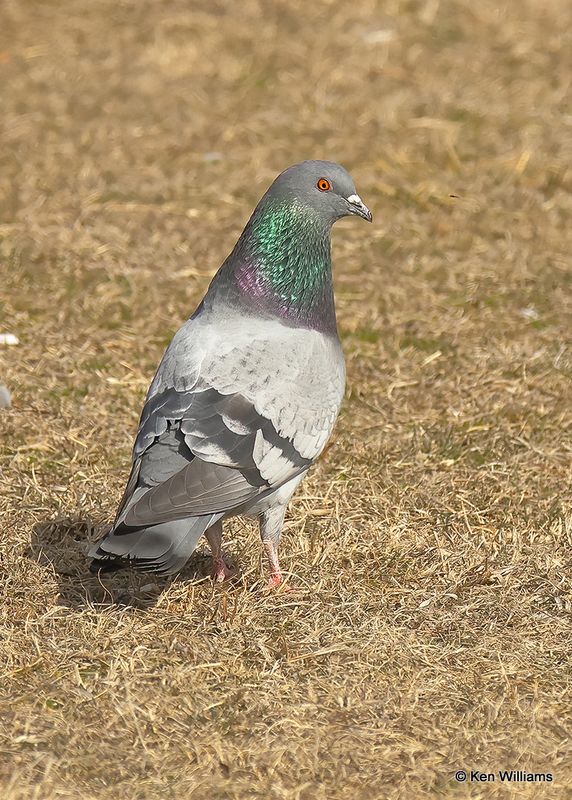 Rock Pigeon, Oklahoma Co, OK, 2-13-2023.jpg