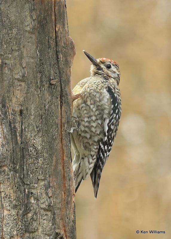 Yellow-breasted Sapsucker juvenile, Rogers Co yard, OK, 2-1-2023.jpg