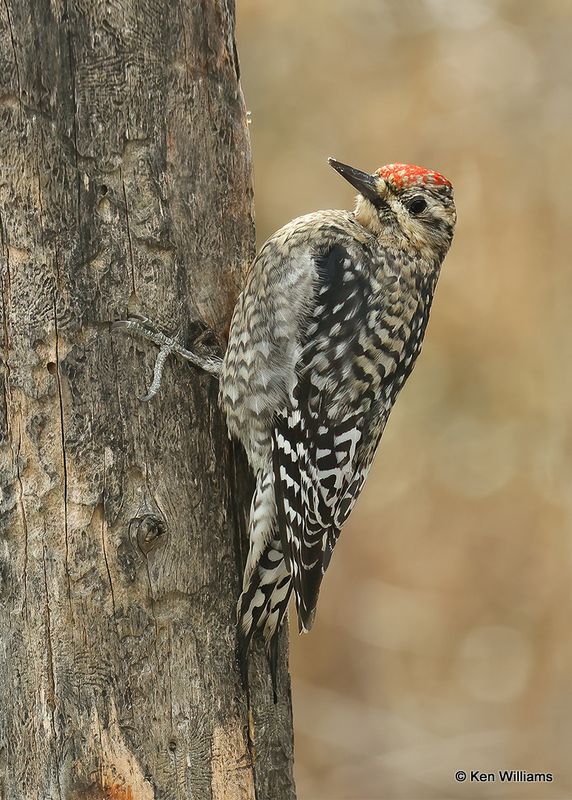 Yellow-breasted Sapsucker juvenile, Rogers Co yard, OK, 2-1-2023.jpg