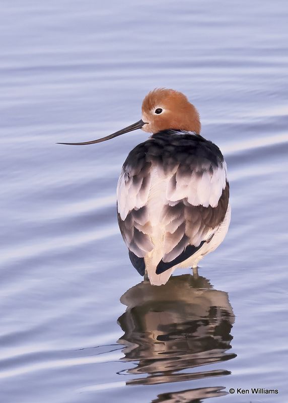American Avocet, Port Aransas, TX, 4_14_2023a_0L0A1267.jpg