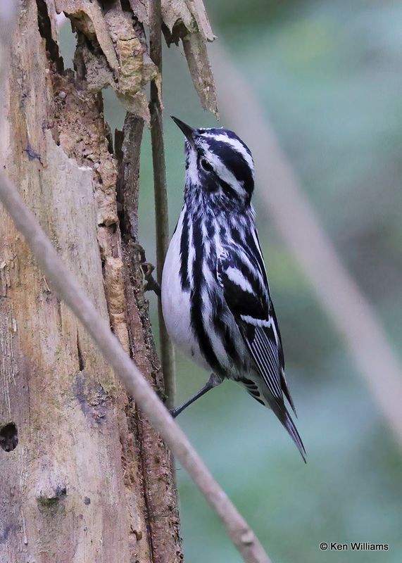 Black-and-white Warbler, S. Padre Island, TX, 4_10_2023aa_0L0A5216.jpg