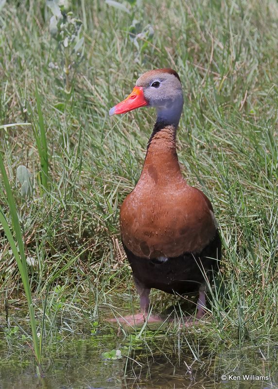 Black-bellied Whistling-Duck, S. Padre Island, TX, 4_12_2023a_0L0A7824.jpg