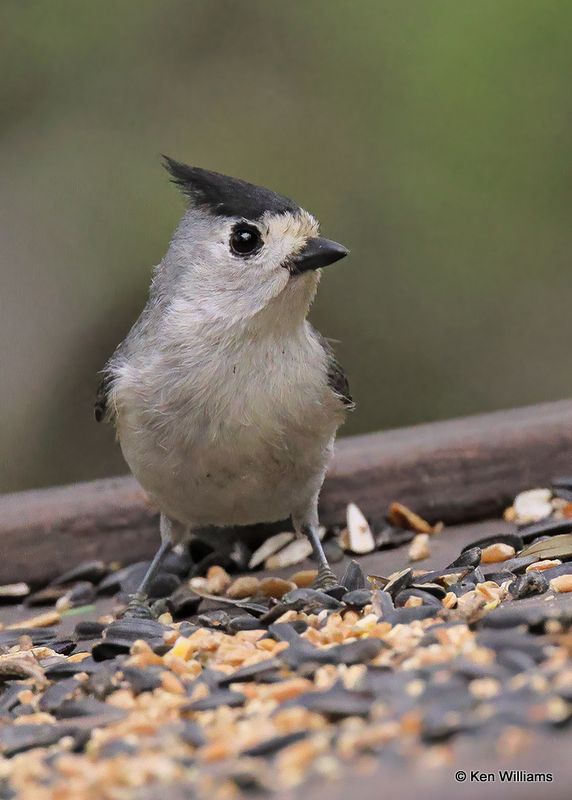 Black-crested Titmouse, Santa Ana NWR, TX, 4_7_2023a_0L0A2428.jpg