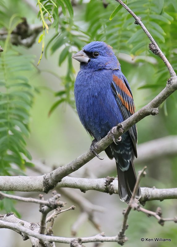 Blue Grosbeak male, S. Padre Island, TX, 4_9_2023a_0L0A3675.jpg