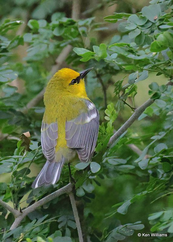 Blue-winged Warbler, S. Padre Island, TX, 4_11_2023a_0L0A6945.jpg