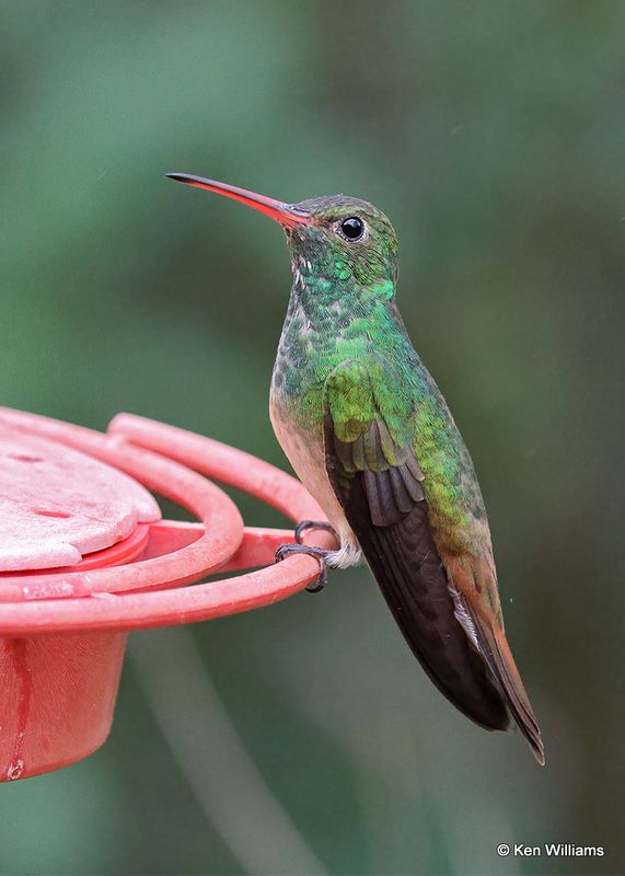 Buff-bellied hummingbird male, Estero Llano Grande SP, TX 4_6_2023a_0L0A2026.jpg