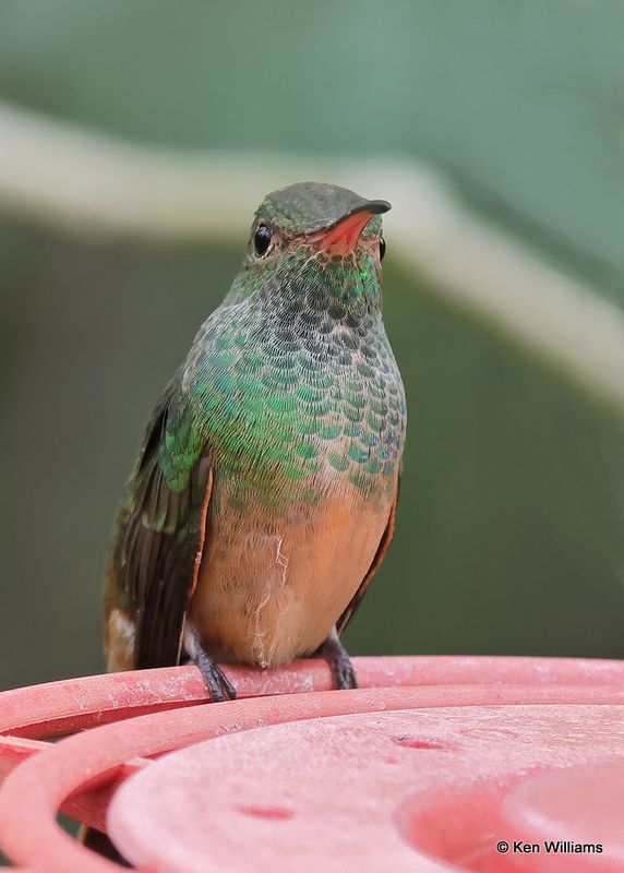 Buff-bellied Hummingbird, Estero Llano Grande SP, TX 4_8_2023a_0L0A2983.jpg