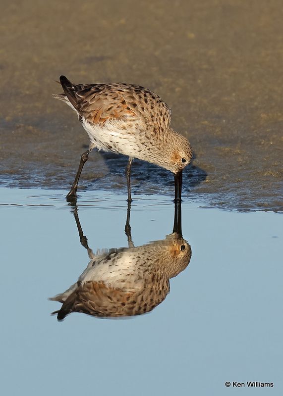 Dunlin, S. Padre Island, TX, 4_13_2023a_0L0A9180.jpg