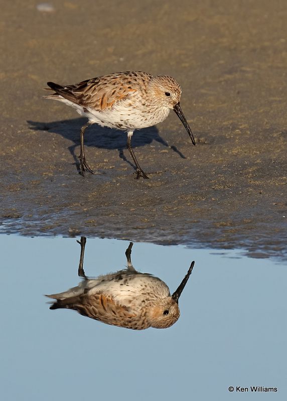 Dunlin, S. Padre Island, TX, 4_13_2023a_0L0A9193.jpg