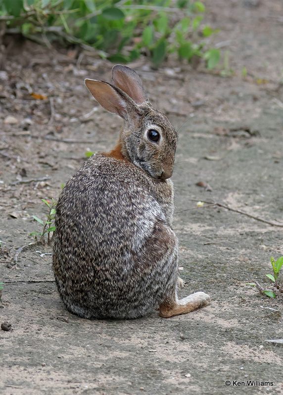 Eastern Cottontail, Laguna Vista, TX, 4_9_2023a_0L0A3316.jpg