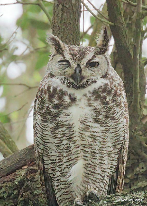 Great-horned Owl, Estero Llano Grande SP, TX 4_6_2023as_0L0A2091.jpg