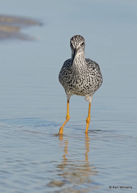 Greater Yellowlegs, S. Padre Island, TX, 4_12_2023a_0L0A7235.jpg