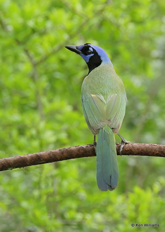 Green Jay, Laguna Vista, TX, 4_9_2023a.0L0A3163.jpg