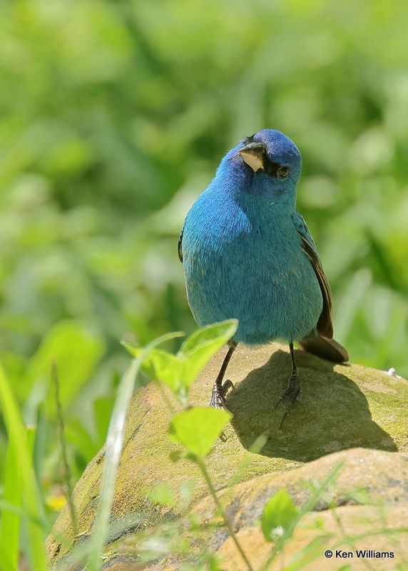 Indigo Bunting male, S. Padre Island, TX, 4_12_2023a_0L0A7962.jpg