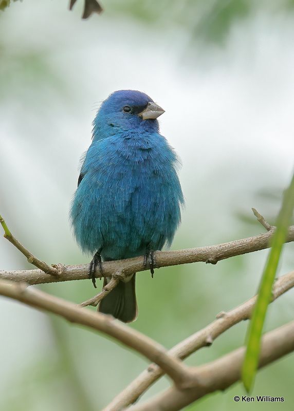 Indigo Bunting male, S. Padre Island, TX, 4_9_2023a_0L0A3353.jpg