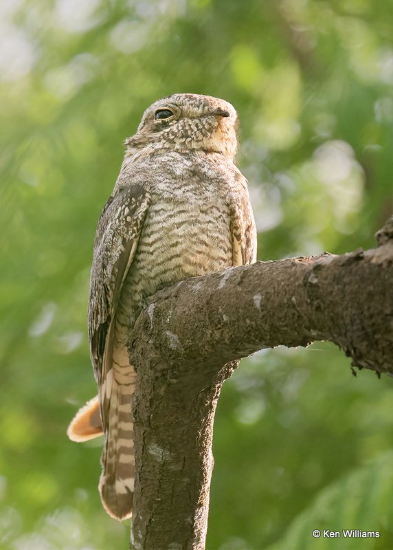 Lesser Nighthawk, S. Padre Island, TX, 4_11_2023a_0L0A7012.jpg