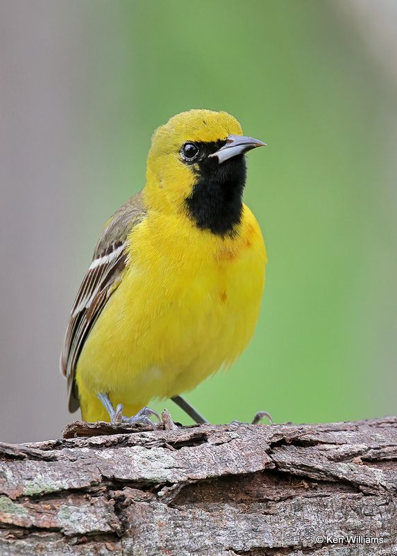 Orchard Oriole 1st year male, S. Padre Island, TX, 4_9_2023a_0L0A3751.jpg