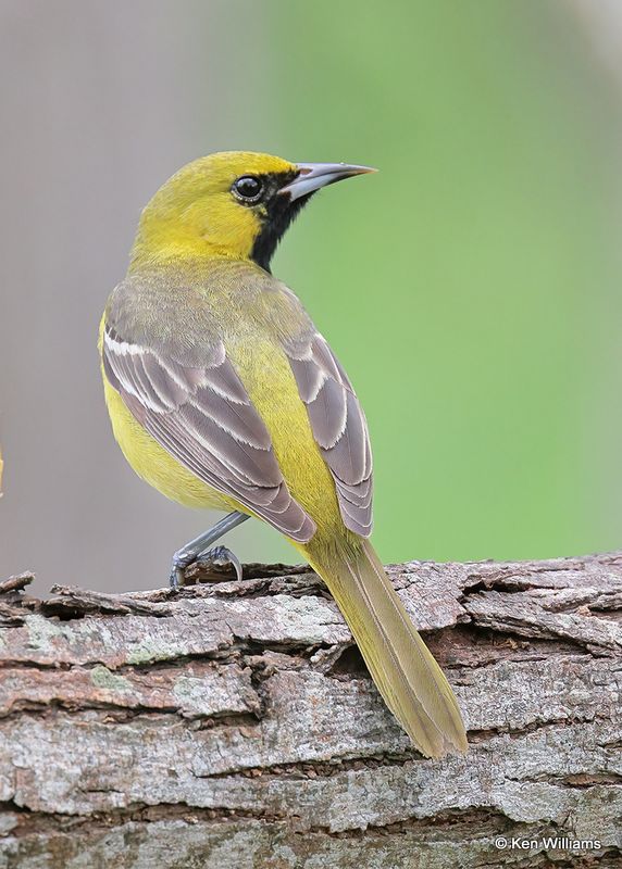 Orchard Oriole 1st year male, S. Padre Island, TX, 4_9_2023a_0L0A3758.jpg