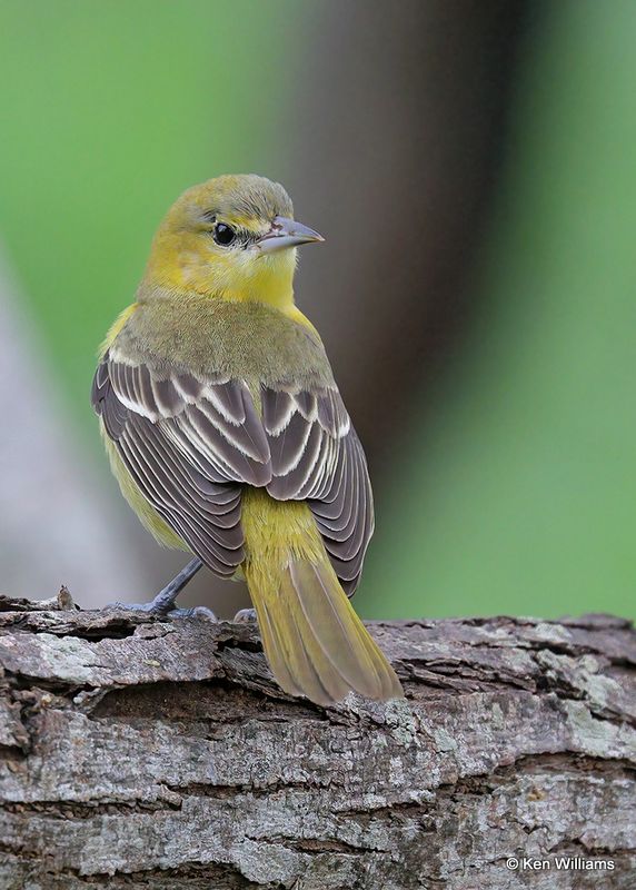 Orchard Oriole female, S. Padre Island, TX, 4_9_2023a_0L0A4338.jpg