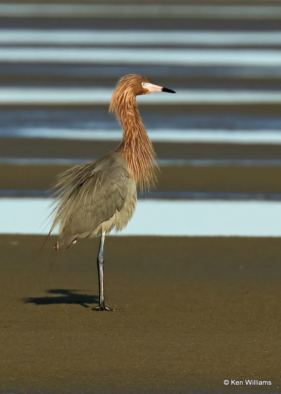 Reddish Egret dark morph, S. Padre Island, TX, 4_13_2023a_0L0A9048.jpg