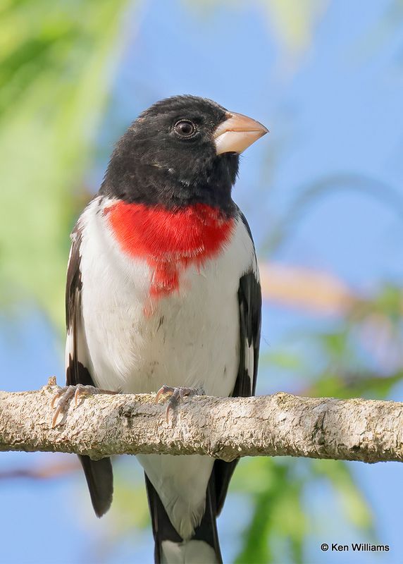 Rose-breasted Grosbeak 