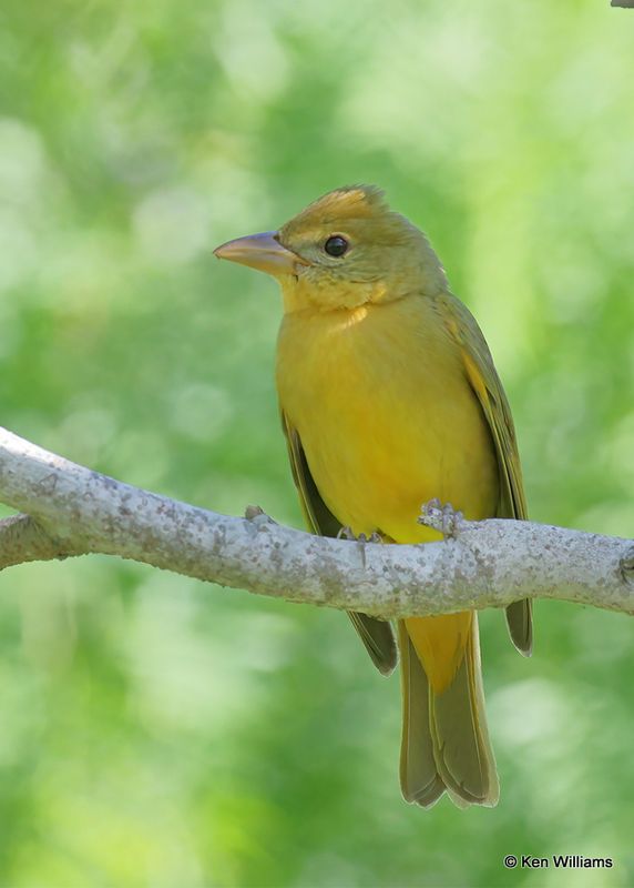 Summer Tanager female, S. Padre Island, TX, 4_12_2023a_0L0A7521.jpg