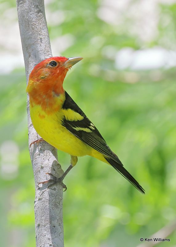 Western Tanager, S. Padre Island, TX, 4_12_2023a_0L0A7921.jpg