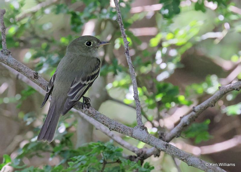 Acadian Flycatcher, S. Padre Island, TX, 4_11_2023a_0L0A6329.jpg